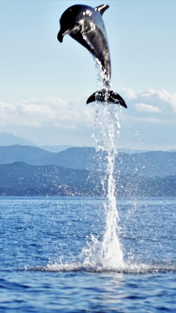 Dolphins: Dolphin Sightseeing Tour and Cape Figari By Dinghy - Tour Overview