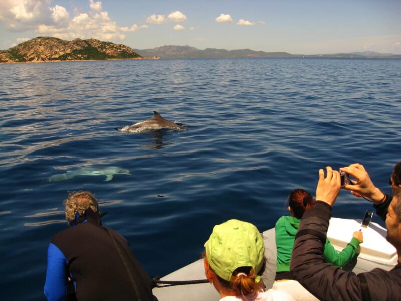 Dolphins: Dolphin Sightseeing Tour and Cape Figari By Dinghy - Tour Highlights
