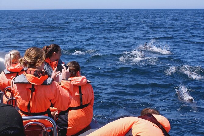 Dolphins Watching - Pricing and Booking Information