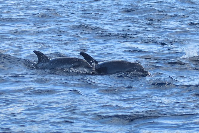 Dolphins Watching Martinique - Safety Considerations