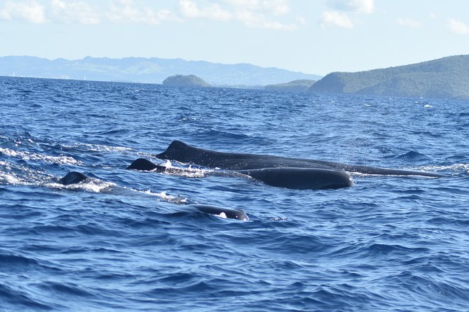 Dolphins Watching Martinique - Dolphin and Whale Sightings