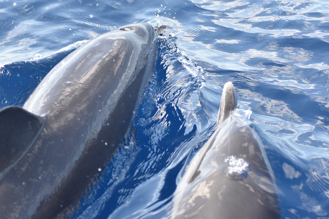 Dolphins Watching Martinique - Snorkeling Experience