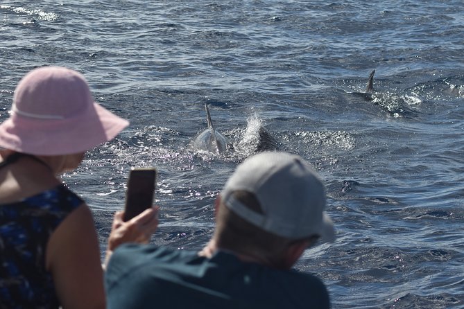 Dolphins Watching Martinique - Reviews and Guest Feedback