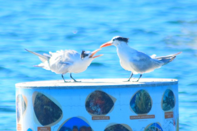 Dolphins Watching Martinique - Eco-Responsible Practices