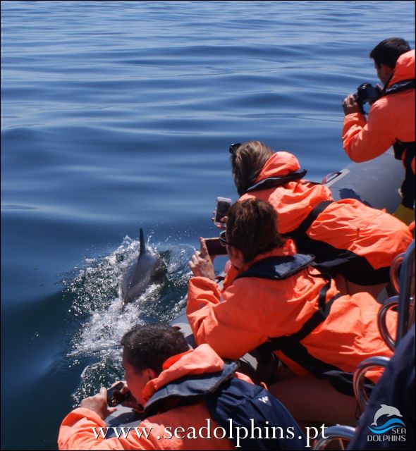 Dolphins Watching - Portimão - Key Points