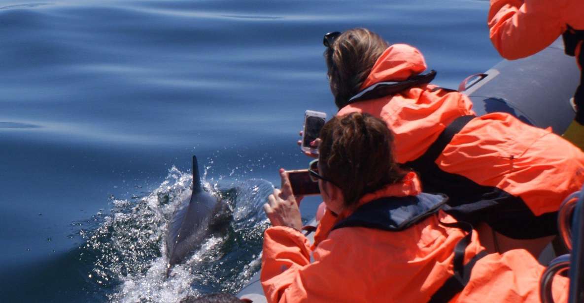 Dolphins Watching - Portimão - Adventure Details and Pricing