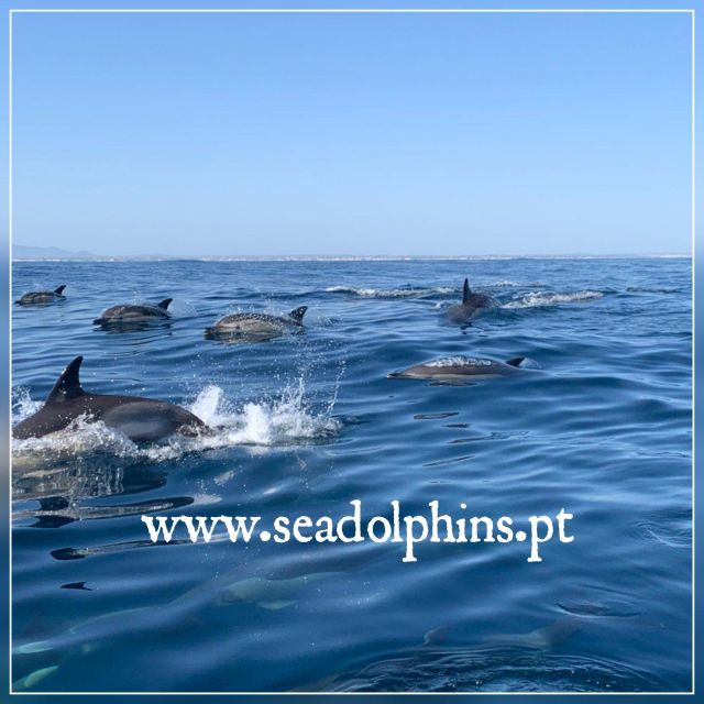 Dolphins Watching - Portimão - Booking and Cancellation Policies