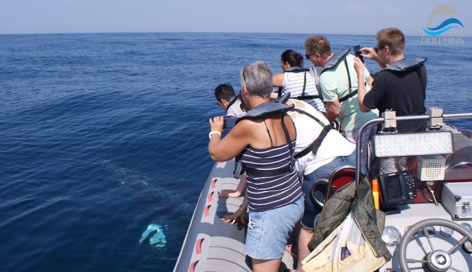 Dolphins Watching - Portimão - Traveler Reviews and Ratings