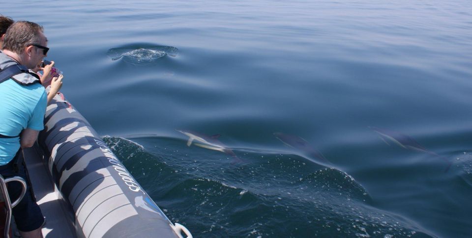 Dolphins Watching - Portimão - Dolphin Watching Experience