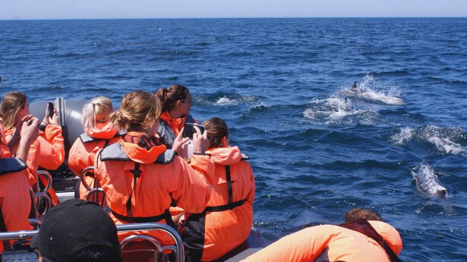 Dolphins Watching - Portimão - Frequently Asked Questions