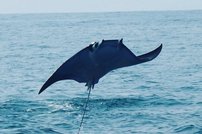 Dolphins,Turtles Watching - Key Points