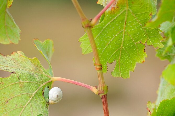 Domaine Paterianakis Organic Wine Tasting - Meeting Point and Logistics
