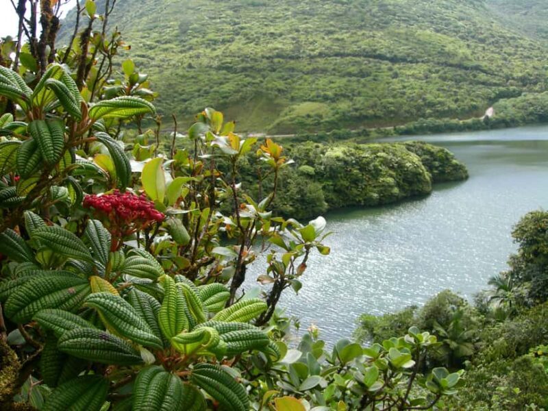 Dominica: Rain Forest Adventure with Waterfall Swim - Key Points