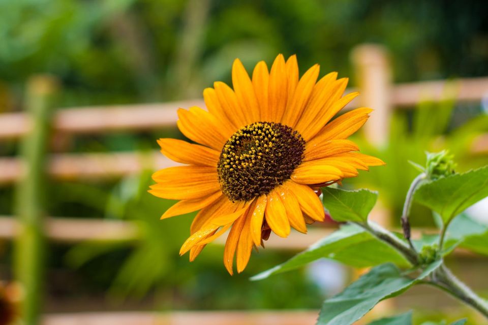 Dominica: Sow & Grow Farm Exploration - Highlights of the Experience