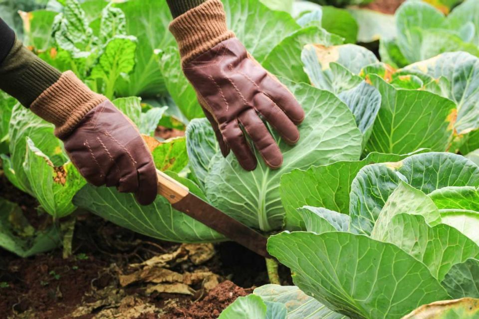 Dominica: Sow & Grow Farm Exploration - Detailed Itinerary