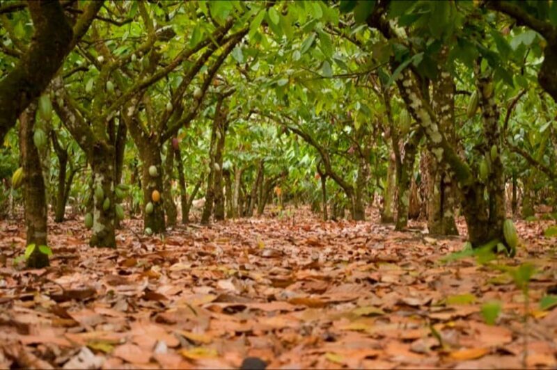 Dominican Republic Cacao Plantation Tour - A Closer Look at the Tour Experience