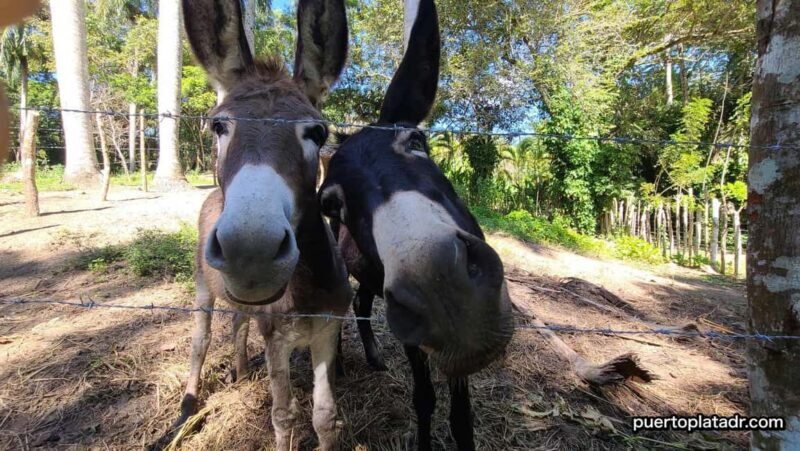 Dominican Republic Countryside Safari Tour from Puerto Plata - Key Points