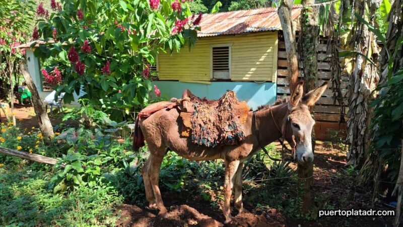 Dominican Republic Countryside Safari Tour from Puerto Plata - Authentic Experiences That Stand Out