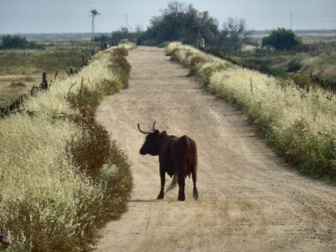Doñana National Park: 2-Day Tour From Seville - Customer Reviews