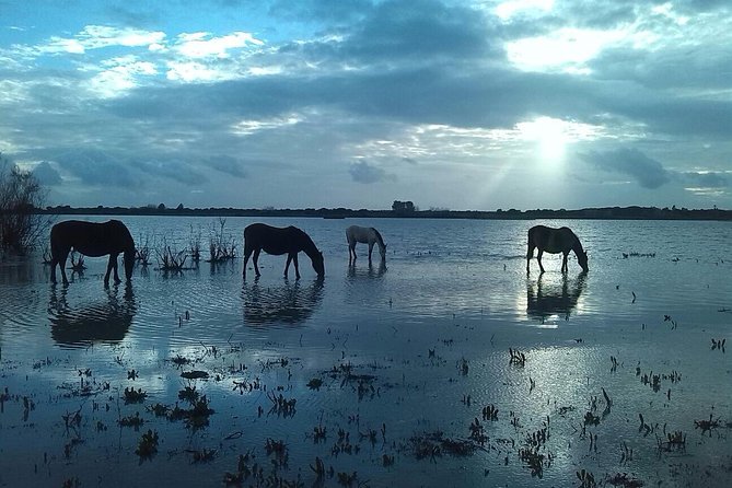 Doñana Natural Park Full-Day Tour From Seville - Tour Overview