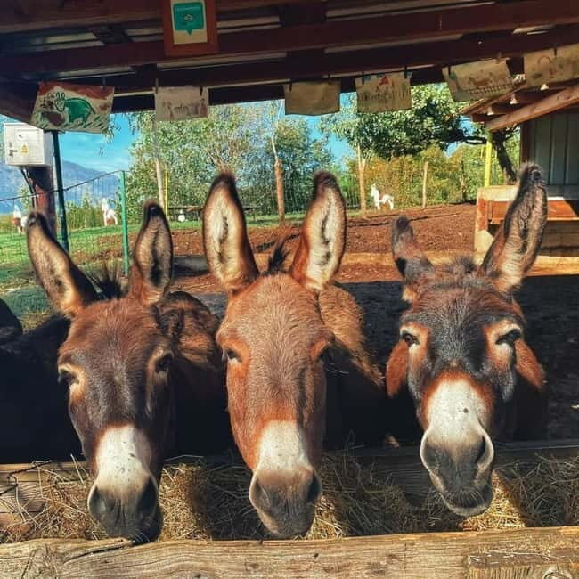 Donkey Farm and Lipa Cave Tour; Cave Crawling Donkey Calling - Discover Montenegro’s Charm with the Donkey Farm and Lipa Cave Tour