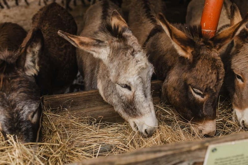 Donkey Farm and Lipa Cave Tour; Cave Crawling Donkey Calling - What Makes This Tour Stand Out