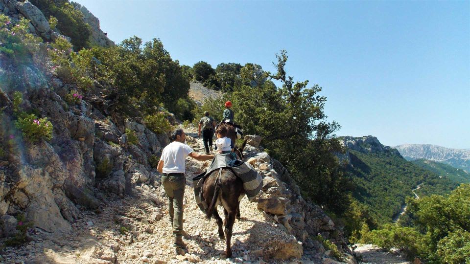 Donkey Walk in Suttaterra Forest From Dorgali - Key Points
