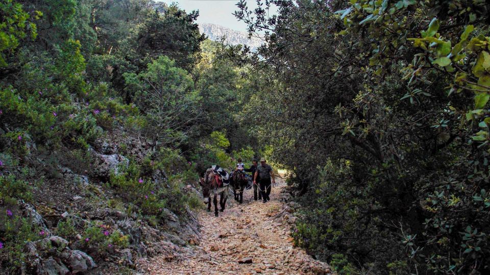 Donkey Walk in Suttaterra Forest From Dorgali - Important Considerations