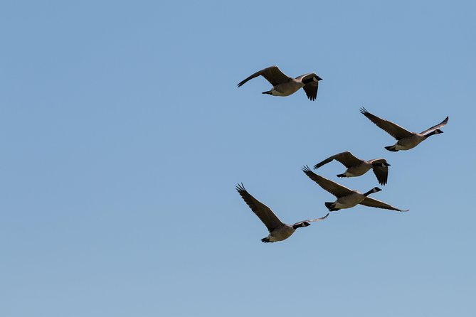 Door County Wetlands Kayak Tour - Wildlife and Ecosystem