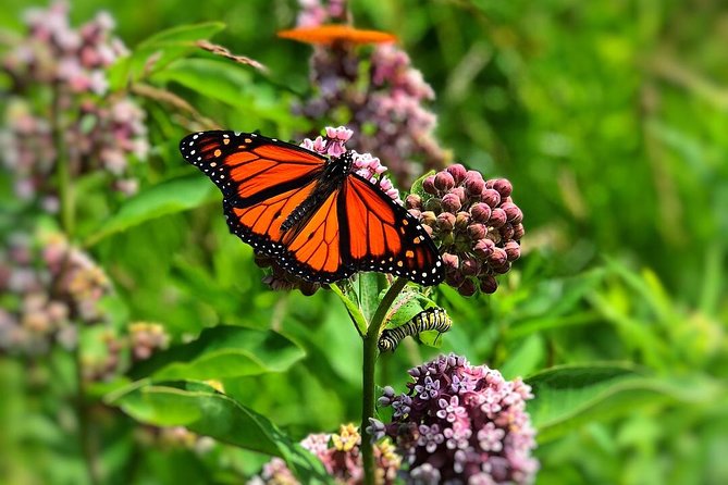 Door County Wetlands Kayak Tour - Accessibility and Policies