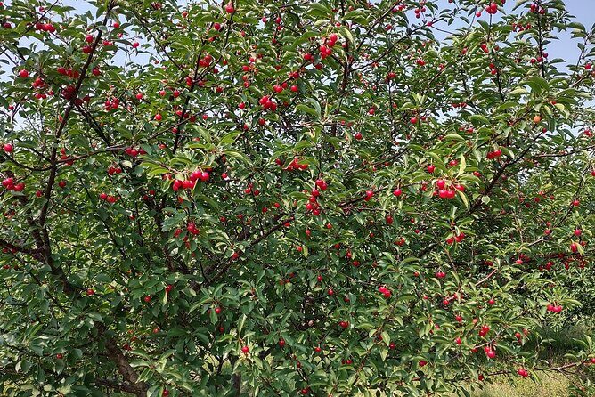 Door Countys Northern Peninsula: A Self-Guided Drive - Authentic Experiences and Traveler Feedback