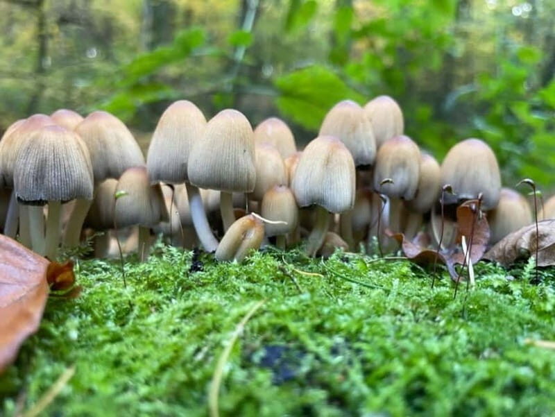 Dortmund: Allotment Garden Tour - The Sum Up: Who Will Love This Experience?