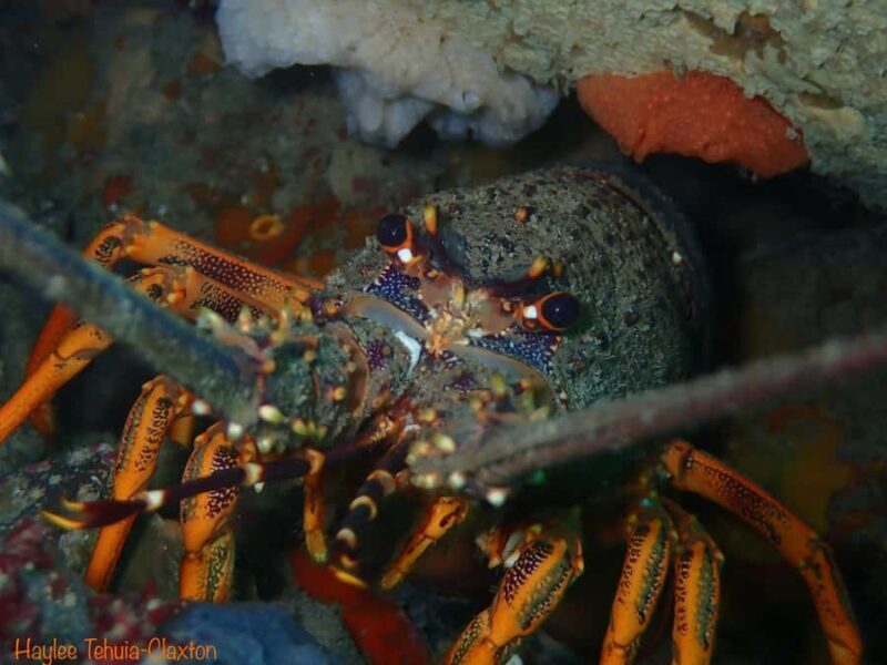 Double Boat Dive with Equipment - Detailed Breakdown of the Itinerary