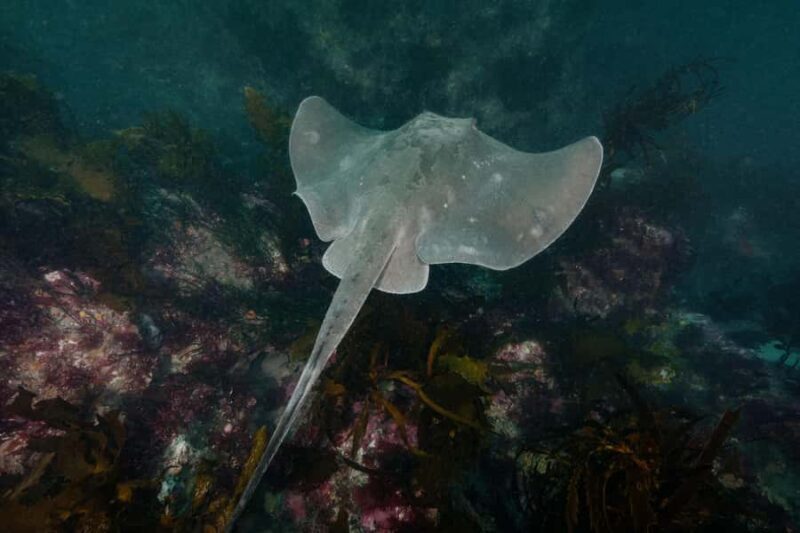 Double Boat Dive with Equipment - FAQ