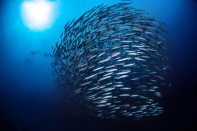 Double Dive Elba Island - Questions?