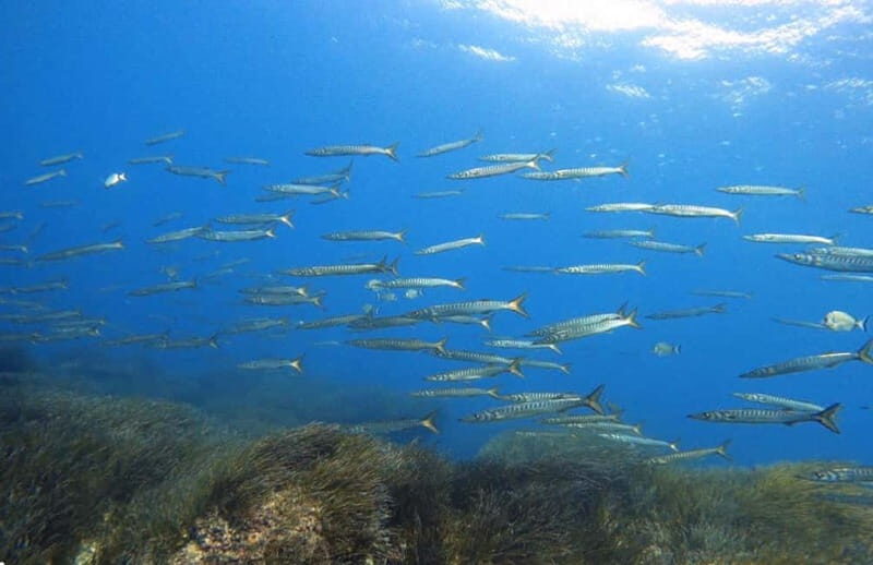 Double dive in Menorca: Discover Menorca's Marine Reserve - An In-Depth Look at the Menorca Marine Reserve Double Dive Experience