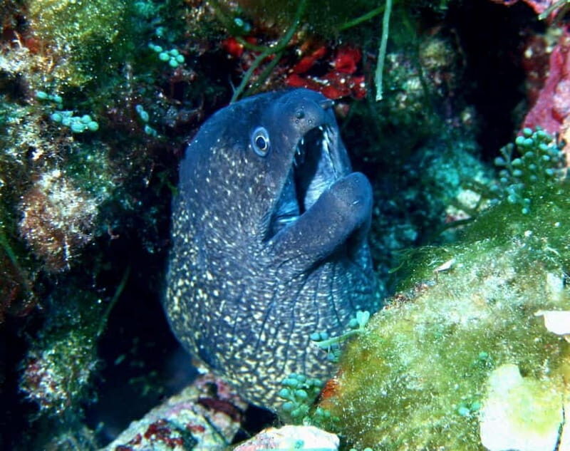 Double dive in Menorca: Discover Menorca's Marine Reserve - Final Thoughts: Is It Worth It?