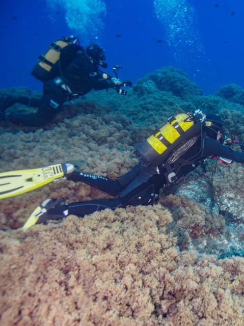 Double Dive the Azores, in the middle of the Atlantic Ocean - Discovering the Azores Underwater World