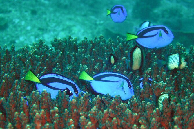 Double Dive to South Solitary Island Coffs Harbour - Who Will Love This Experience?