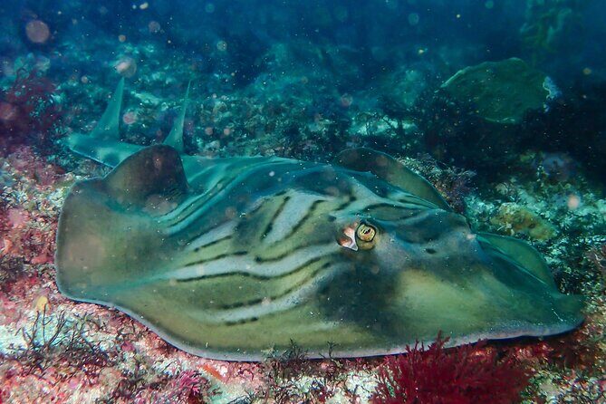 Double Dive to South Solitary Island Coffs Harbour - FAQ