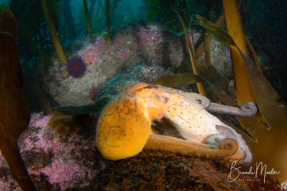 Double Scuba Dive on a Marine Reserve - Certified Divers and Non-Certified Supervision
