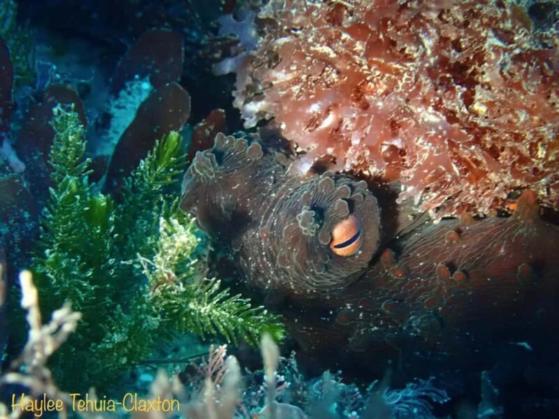 Double Shore Dive with Equipment - Key Points