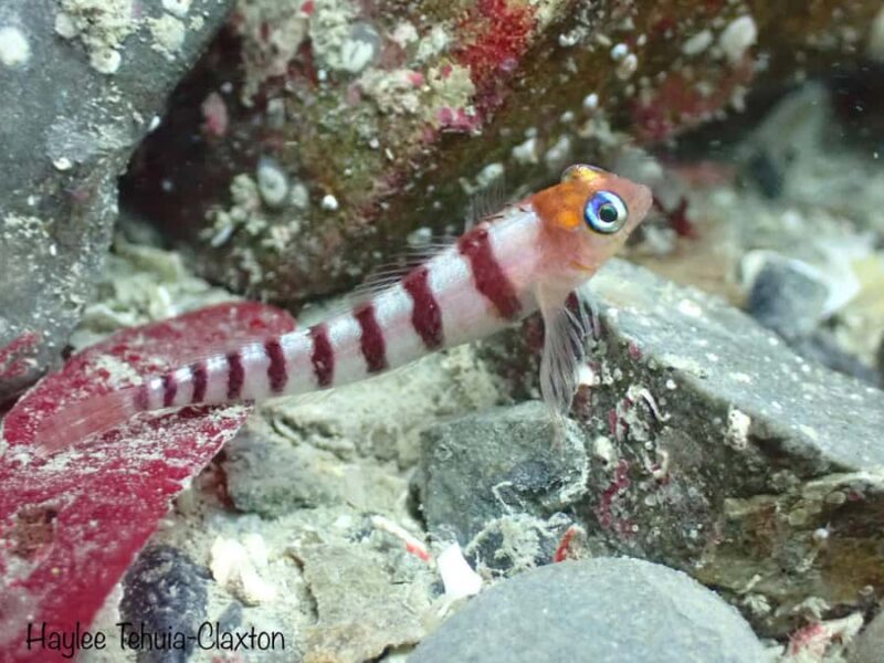 Double Shore Dive with Equipment - An In-Depth Look at the Kaikoura Double Shore Dive Experience