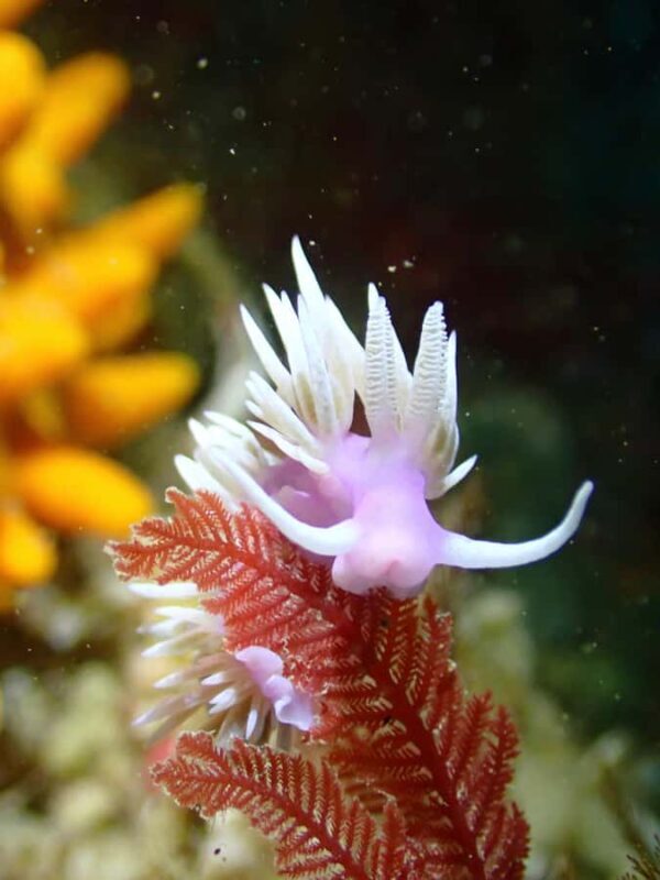 Double Shore Dive with Equipment - FAQs