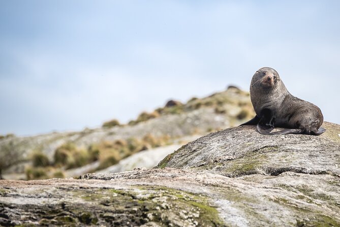 Doubtful Sound Wilderness Cruise From Queenstown - Wildlife Encounters