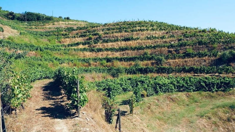 Douro: exclusive experience to Niepoort with paired lunch - Why This Tour Delivers Great Value  