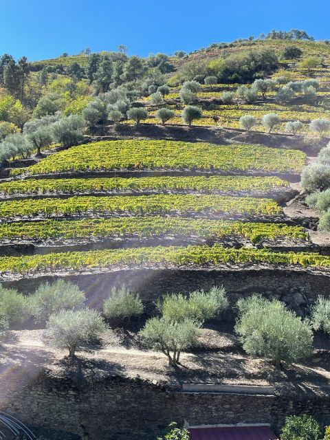 DOURO: FULL DAY DOURO VINEYARD TOUR IN A MERCEDES V-CLASS EXTENDED LONG - Douro Wine Region Highlights