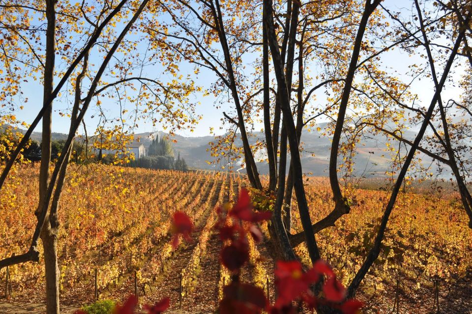 Douro - Pacheca: luxury walking with full lunch and wines - The Sum Up: Who Is This Tour Perfect For?