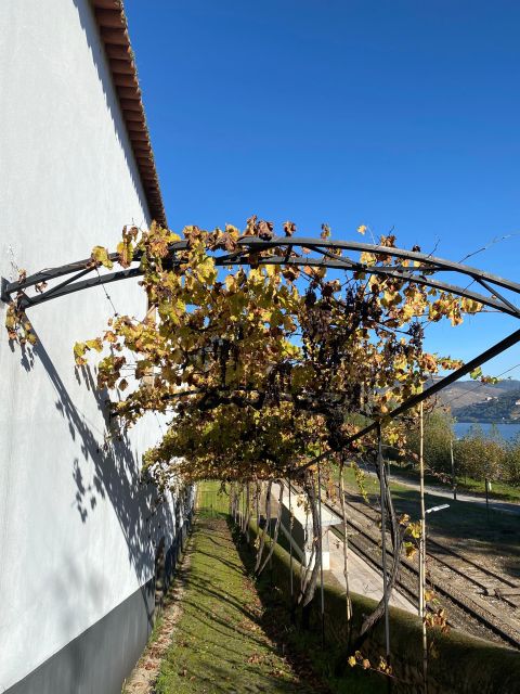 Douro - tour with train, walking, picnic and wines - Why This Tour Offers Great Value