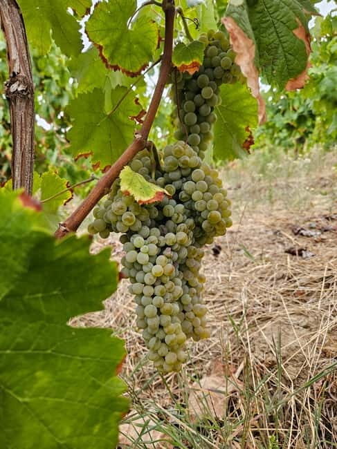 Douro: Traditional Harvest Lunch at Quinta de Sobre a Fonte - Key Points